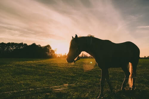 Colores del atardecer